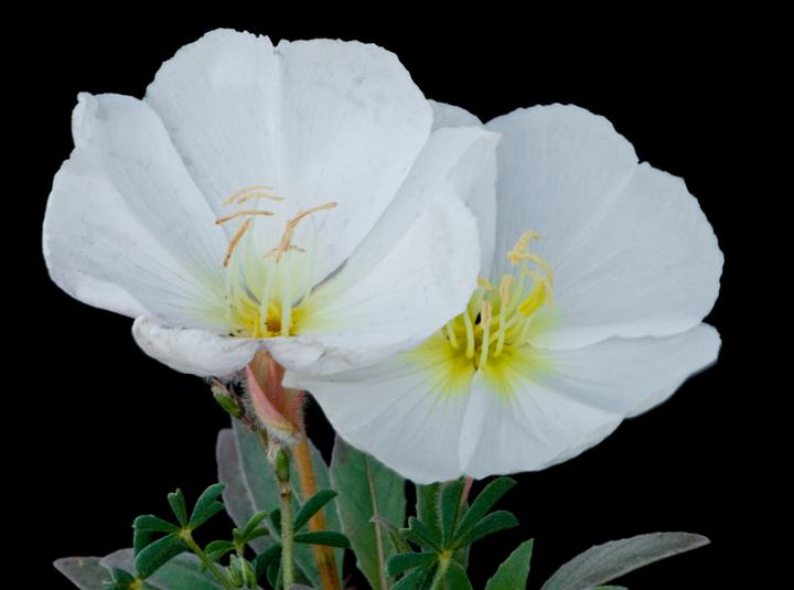 Evening Primrose, Onothera deltoidea 9960.jpg - Copyright 2010 DonJacobson